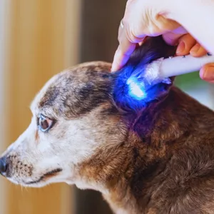 Imagem de capa para o Curso online Curso Online de Laserterapia Veterinária