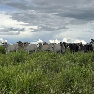 Imagem de capa para o Curso online SIMULADOR DE RECRIA A PASTO MP