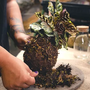 Imagem de Workshop de Kokedama para iniciantes criado por Aretha na hotmart