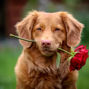Imagen de portada para Curso online Introducción a la Aromaterapia para Animales