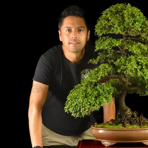 Imagen de portada para Curso online Curso Virtual de Bonsai Básico