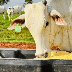 Imagem do curso Planilhas de Formulação e Custos de Suplementação para Recria e Engorda de Gado