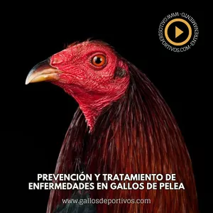 Imagen de portada para Ebook Prevención y Tratamiento de Enfermedades en Gallos
