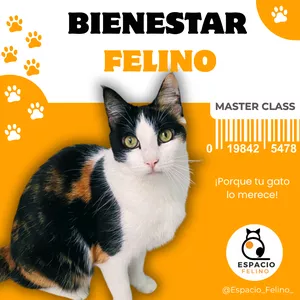 Imagen de portada para Curso online Bienestar Felino