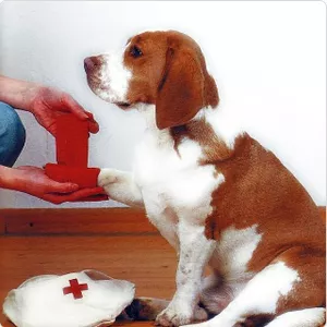Imagen de portada para Ebook CURSO DE PRIMEROS AUXILIOS PARA MASCOTAS