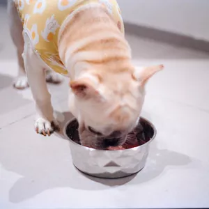 Imagem do curso Alimentação Saudável para seu Animal de Estimação