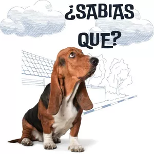 Imagen de portada para Curso online CURIOSIDADES DE ALGUNAS RAZAS DE PELUDITOS 