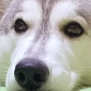 Imagem de capa para o Ebook Lessie, Uma Pet Muito Especial