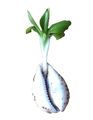 Camino de la Fertilidad logo