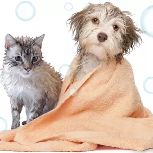 Imagem de capa para o Ebook PASSO A PASSO COMO DAR BANHO EM CAES  