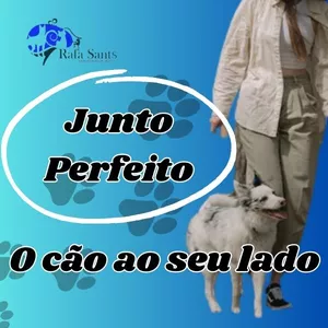 Curso Junto Perfeito : Cão ao seu lado !