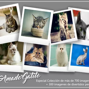 Imagen de portada para Curso online Mi Amado Gatito 