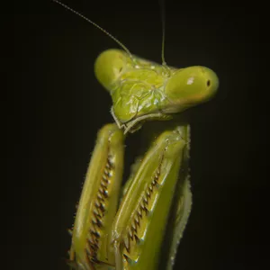 Cover image for Online course Mantis Verde Argentina