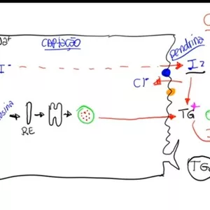 Imagem de capa para o Curso online Fisiologia do SIstema Endócrino - Guyton e Hall