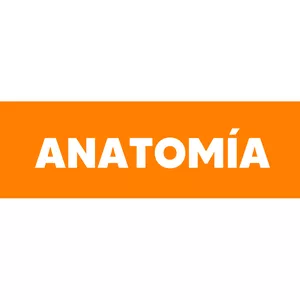 Imagen de portada para Curso online ESP - Resumen de Anatomía