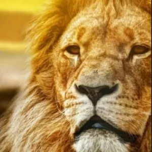 Imagem de capa para o Ebook MEI 2022 - IRPF