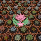 Foto do autor Suculentas Brasil