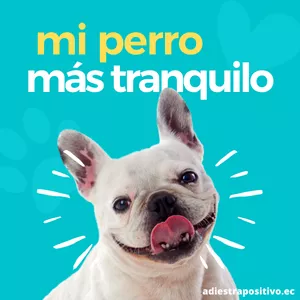 Imagen de portada para Curso online Mi perro más tranquilo!