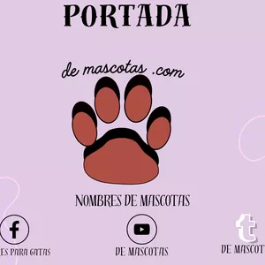 Imagen de portada para Ebook Plantillas página web y nombres de mascotas