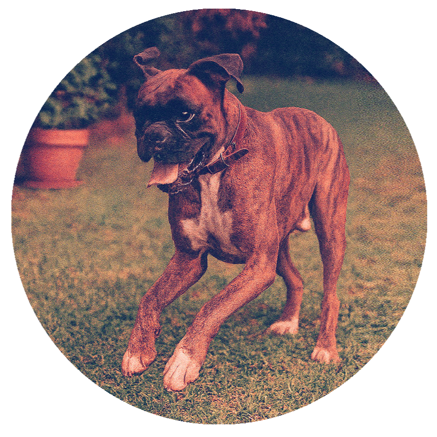 Visi E. (España) por Athos su bóxer juguetón