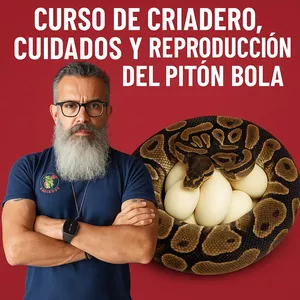 Imagen de portada para Curso online Reproduccion y cuidados piton regius