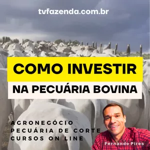 Imagem de capa para o Curso online COMO INVESTIR NA PECUÁRIA BOVINA | TVFAZENDA