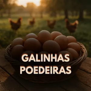 Imagem de capa para o Ebook Criação de Galinhas Poedeiras com Baixo Custo: O Guia Prático + Planilha + Protocolo Nutricional