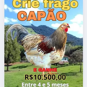 Imagem de capa para o Ebook Frango Capão
