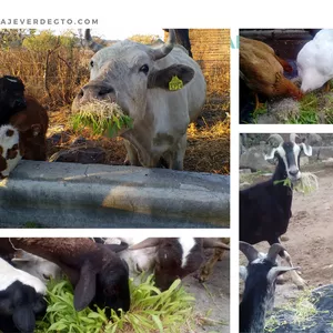 Imagen de portada para Curso online Curso Forraje Verde Hidropónico de Maíz 