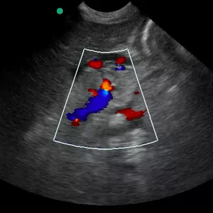 Imagem do curso Doppler Vascular Veterinário em Animais de Pequeno Porte 