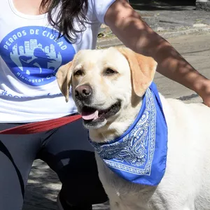 Imagen de portada para Ebook Guia practica para Tutores de Perros 