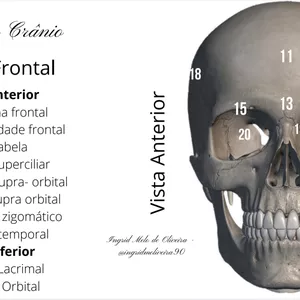 Imagem de capa para o Ebook Anatomia do Crânio