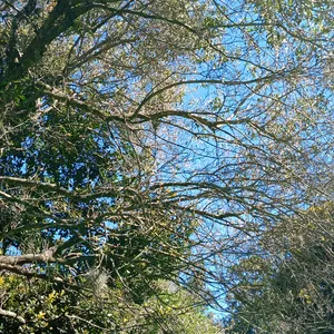 Imagem de capa para o Curso online Simone Almeida Coelho campos 