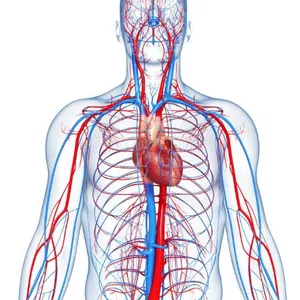 Imagem de capa para o Ebook Apostila de Tanatopraxia 