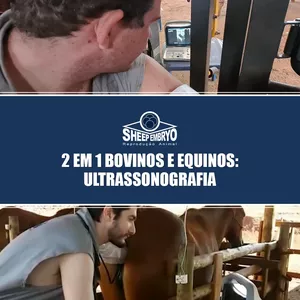 Imagem de capa para o Curso online 2 EM 1 BOVINOS E EQUINOS: ULTRASSONOGRAFIA