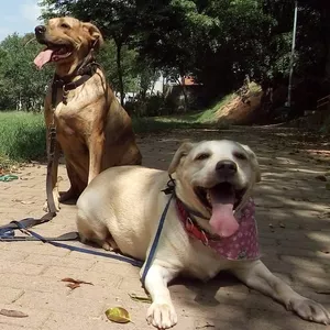 Curso Curso de Dog Walker Profissional