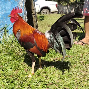 Cover image for Online course 24 Game Farm