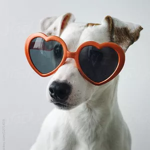 Imagem de Pet alimentos caseiros  criado por André na hotmart