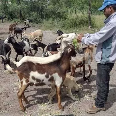 Combatir sequías y escasez de alimento 