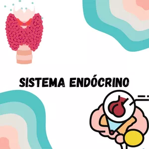 Imagem de capa para o Ebook Resumo sistema endócrino