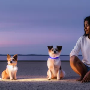 Imagem de capa para o Curso online FORMAÇÃO EM BEM ESTAR ANIMAL PARA PET SHOPS , CRECHES E HOTEIS PETS
