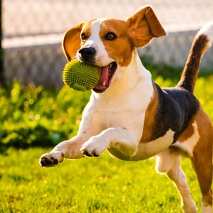 Imagem do curso Enforcador Nem Pensar! Curso Formação em Adestramento Positivo e Bem-Estar: Método Cãomunidade, Educação Canina de Verdade