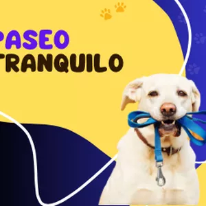 Imagen de portada para Ebook Paseo Tranquilo
