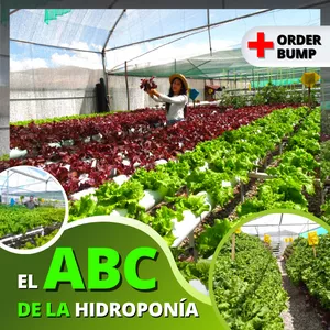Imagen de portada para Curso online El ABC de la hidroponía