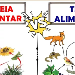 Imagem de capa para o Curso online Mini-curso, Teia e cadeia alimentar, serve como trabalho.