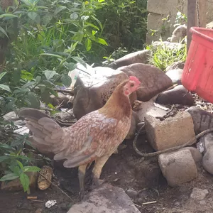 Imagen de portada para Curso online Gallos de pelea