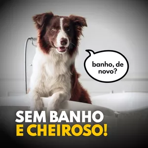 Imagem de capa para o Curso online SEM BANHO E CHEIROSO!