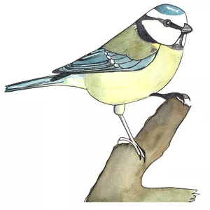 Image de couverture pour le Cours en ligne Ensemble dessinons le potager