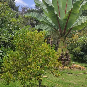 Imagen de portada para Curso online CURSO AVANZADO DE BOSQUES COMESTIBLES 