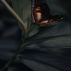 Imagem de capa para o Serviço online Consultoria Individual MMMP